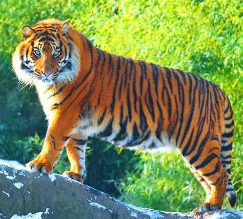 largest siberian tiger on record.